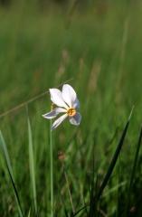 Narcissus poeticus, 28 mai 2003, Causse Mjean (48)