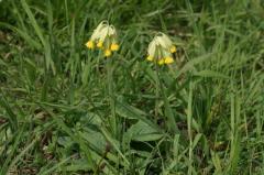 Primula veris, 10 avril 2004, Hendaye (64)