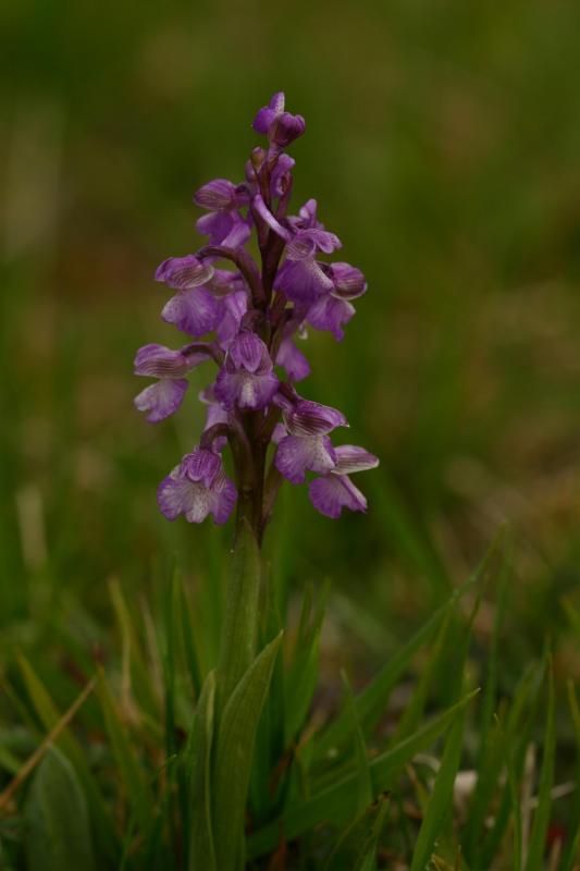 Orchis morio, 11 avril 2004, Morcenx (40)