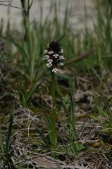 Orchis ustulata, 16 mai 2004, Erro (Aragon)