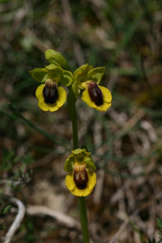 Ophrys lutea, 16 mai 2004, Erro (Navarre)