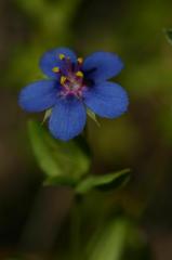 Anagallis foemina, 23 mai 2004, Artajona (Navarre)