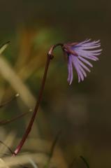 Soldanella alpina, 13 juin 2004, Lac d'Isabe (64)