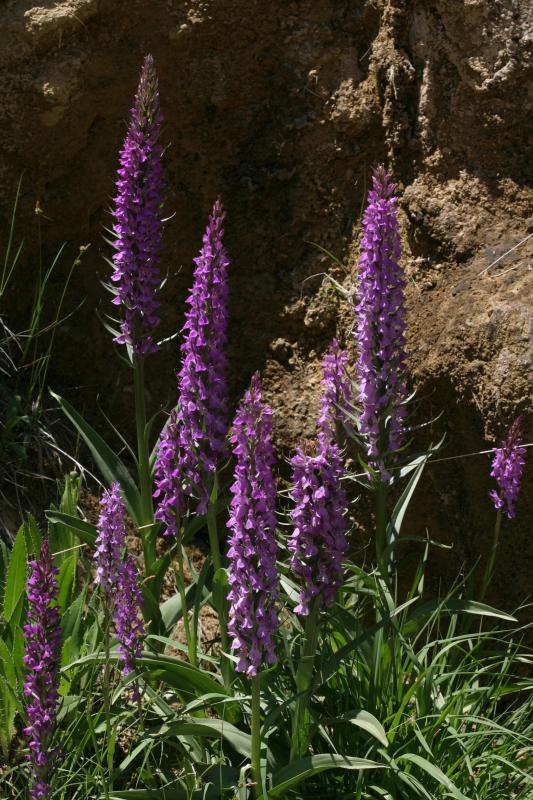 Dactylorhiza incarnata, 03 juillet 2004, Valle de Tena (Aragon)