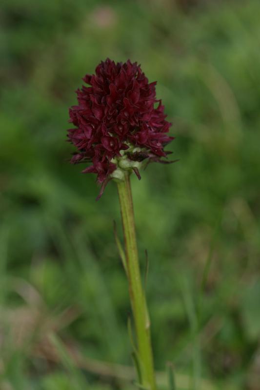 Nigritella gabasiana, 11 juillet 2004, Bious Artigues (64)