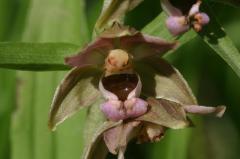 Epipactis helleborine, 19 juillet 2004, Holzart (64)