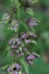 Epipactis helleborine, 30 juillet 2004, Bious Artigues (64)