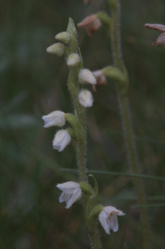 Goodyera repens, 18 aot 2004, Gavarnie (65)