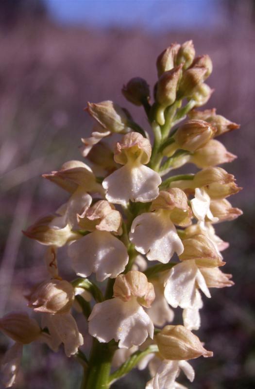 Orchis purpurea, 16 avril 1999 Prades le Lez (34)