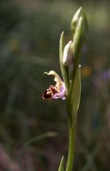 Ophrys apifera, 15 mai 1999 Prades le Lez (34)