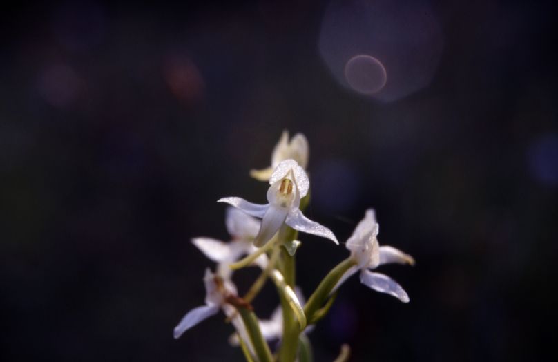 Platanthera bifolia, 24 mai 1999 Pic St Loup (34)