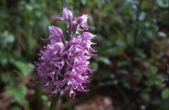 Orchis simia, 29 avril 2001 Montreal (32)