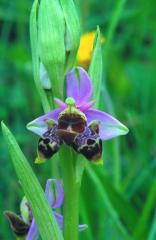 Ophrys scolopax, 22 avril 2001 sud du Gers (32)