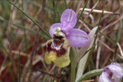 Ophrys tenthredinifera, 06 mai 2001 Erro (Navarre)