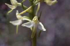 Platanthera bifolia, 08 mai 2001 Pampelune (Navarre)