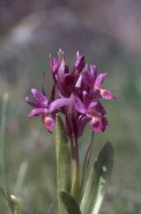 Dactylorhiza sambuccina, 24 mai 2001 Lacs d'Ayous (64)