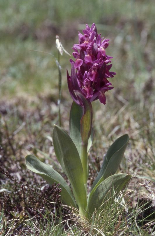 Dactylorhiza sambuccina, 24 mai 2001 Lacs d'Ayous (64)