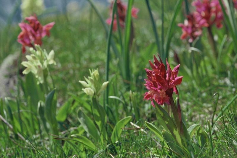 Dactylorhiza sambuccina, 24 mai 2001 Lacs d'Ayous (64)