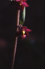 Epipactis atrorubens, 26 juin 2001 Causse Mjean (48)