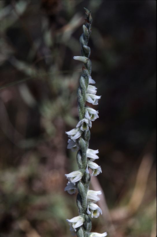 Spiranthes spiralis, 26 septembre 2001, Geaune (40)