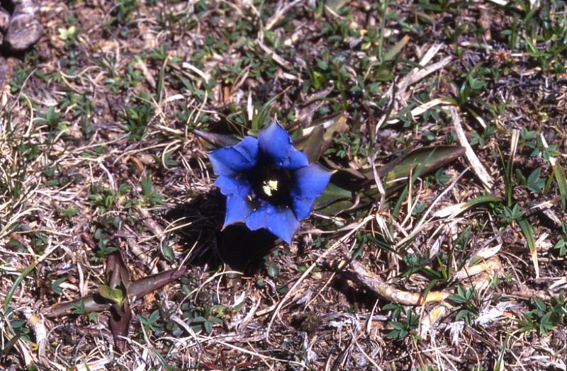 Gentiana acaulis, 24 avril 2002 Bious Artigues (64)