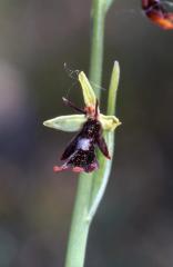 Ophrys insectifera, 21 avril 2002 Bellegarde (32)