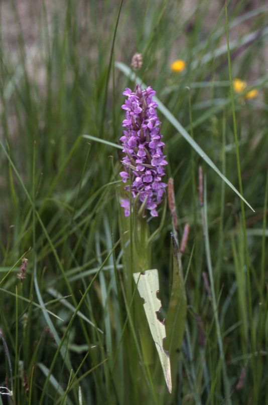 Dactylorhiza incarnata, 02 mai 2002 Bellegarde (32)