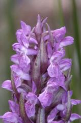 Dactylorhiza incarnata, 02 mai 2002 Bellegarde (32)