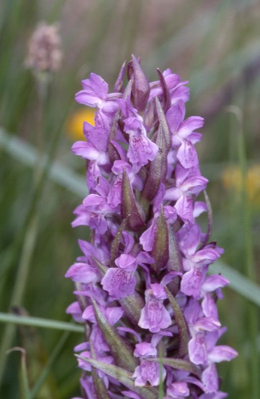 Dactylorhiza incarnata, 02 mai 2002 Bellegarde (32)