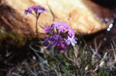 Primula farinosa, 12 mai 2002, Bious Artigues (64)