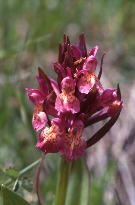 Dactylorhiza sambuccina, 27 mai 2002 Formigal (Aragon)