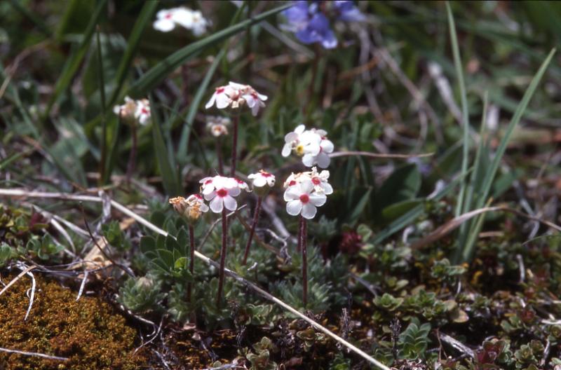 Androsace villosa, 27 mai 2002, Formigal (Aragon)