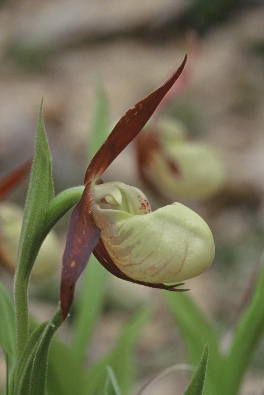 Cypripedium calceolus, 27 mai 2002 Formigal (Aragon)