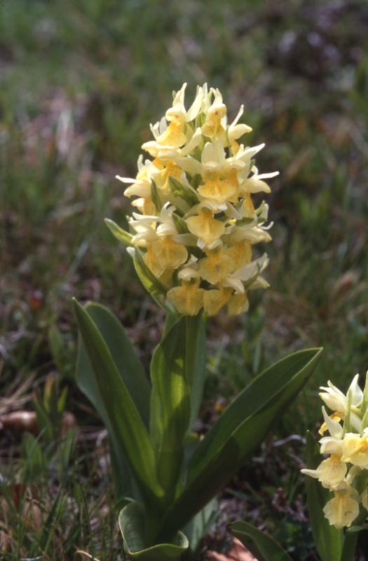 Dactylorhiza sambuccina, 30 mai 2002 Ayous (64)