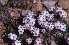 Androsace villosa, 27 mai 2002, Formigal (Aragon)