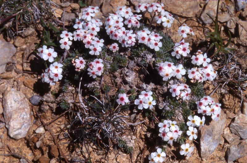 Androsace villosa, 27 mai 2002, Formigal (Aragon)