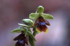 Ophrys aymoninii, 1 juin 2002 La Malne (48)