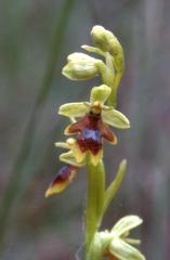 Ophrys aymoninii, 1 juin 2002 La Malne (48)