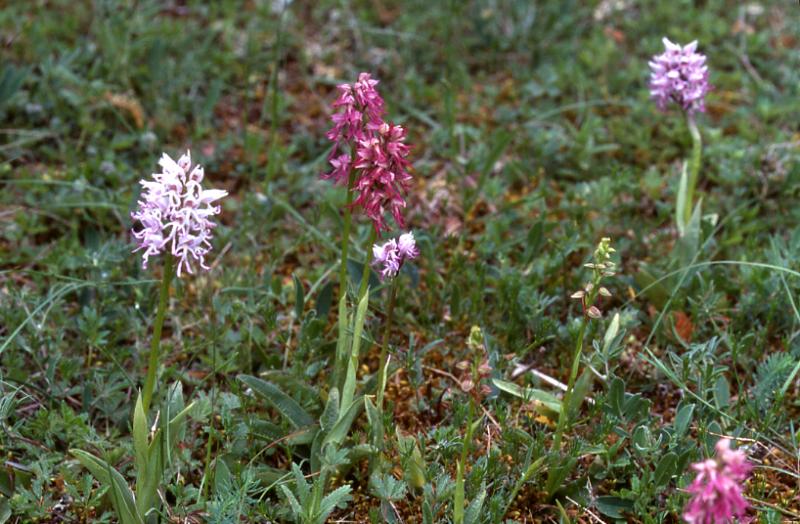 x Orchiaceras bergonii, 01 juin 2002 Le Massegros (48)
station avec parents