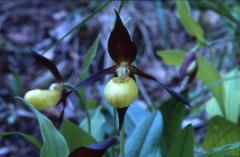 Cypripedium calceolus, 31 mai 2002 La Malne (48)