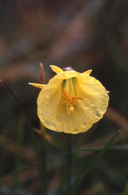 Narcissus bulbocodium, 2 mars 2003, Morcenx (40)