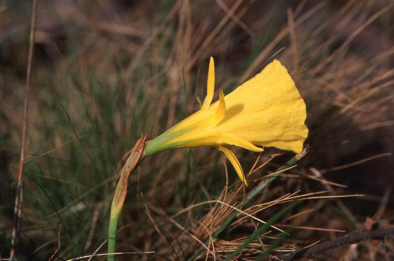 Narcissus bulbocodium, 23 mars 2003, Morcenx (40)