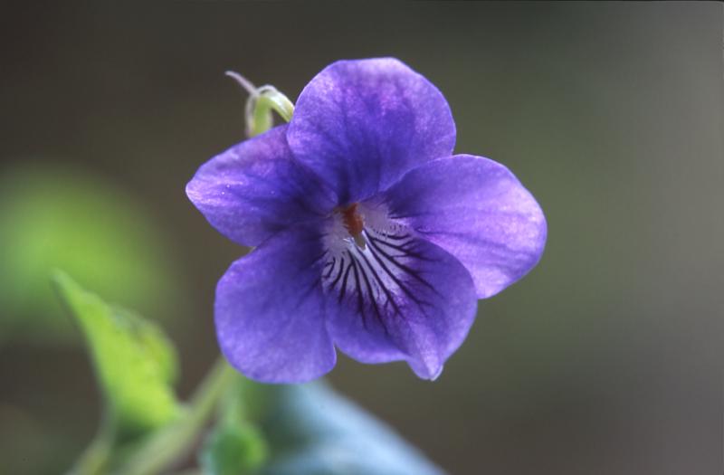 Viola riviniana, 10 avril 2003, Salies de B�arn (64)