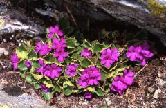 Primula hirsuta, 1 mai 2003, Bious Artigues (64)