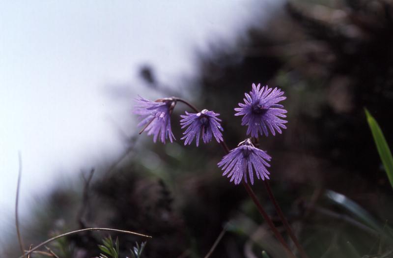 Soldanella alpina, 1 mai 2003, Bious Artigues (64)