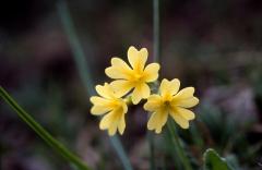 Primula intricata, 1 mai 2003, Bious Artigues (64)