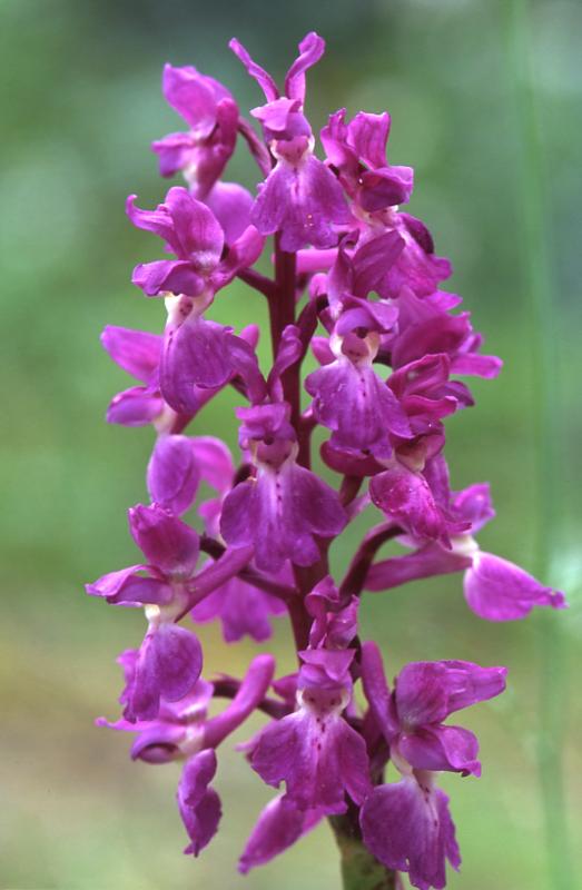 Orchis mascula, 2 mai 2003, Holzart (64)