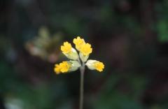 Primula veris, 3 mai 2003, Embalse de Valliedo (Aragon)