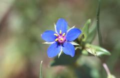 Anagallis foemina, 9 mai 2003, Artajona (Navarre)