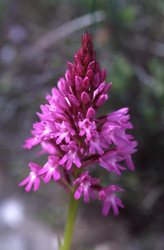 Anacamptis pyramidalis, 9 mai 2003, Huarte (Navarre)